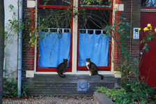 900074 Afbeelding van twee katten in de vensterbank van het pand Wolvenstraat 82-86 te Utrecht.